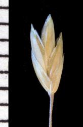 Image: Kerry Ford © Landcare Research 